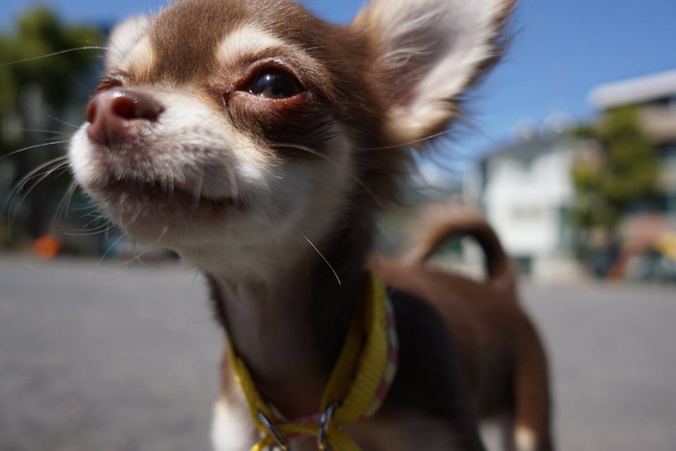 保育園生 すももちゃん 犬の保育園 Vowbee ばうびー