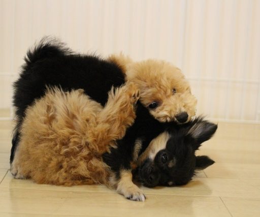 子犬同士の遊び