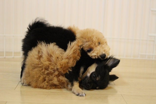 子犬同士の遊び