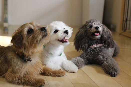 犬の保育園　調布　世田谷　三鷹　吉祥寺