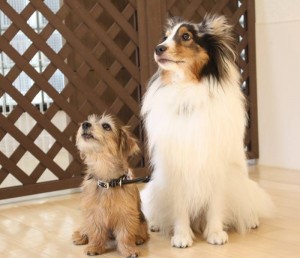 犬の保育園　しつけ　調布　世田谷　吉祥寺　三鷹