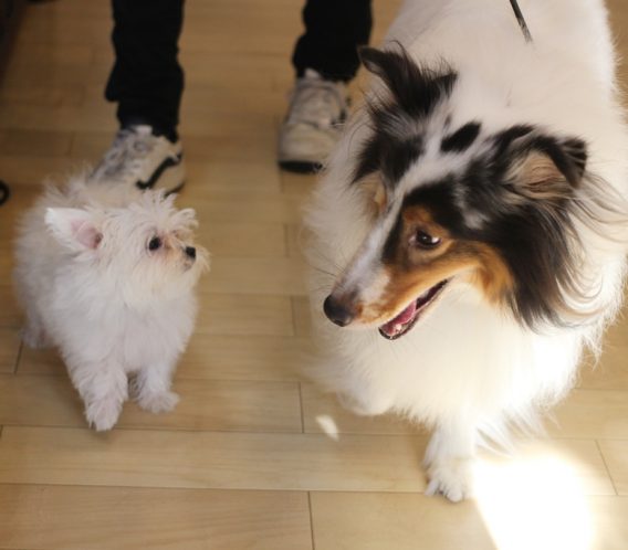 子犬の社会化