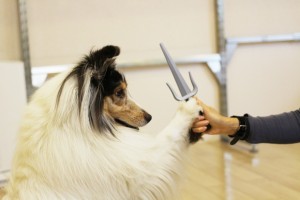 シェルティ　犬のトリック