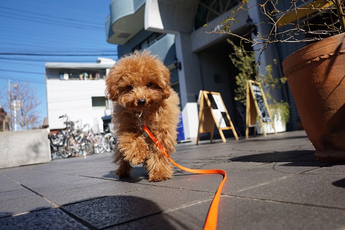 散歩で社会化する犬