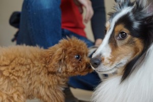 中型犬と小型犬