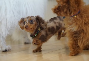 カニンヘンダックスフントの二虎塁ちゃん