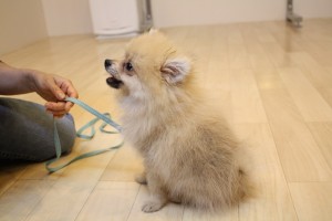 ポメラニアン　子犬