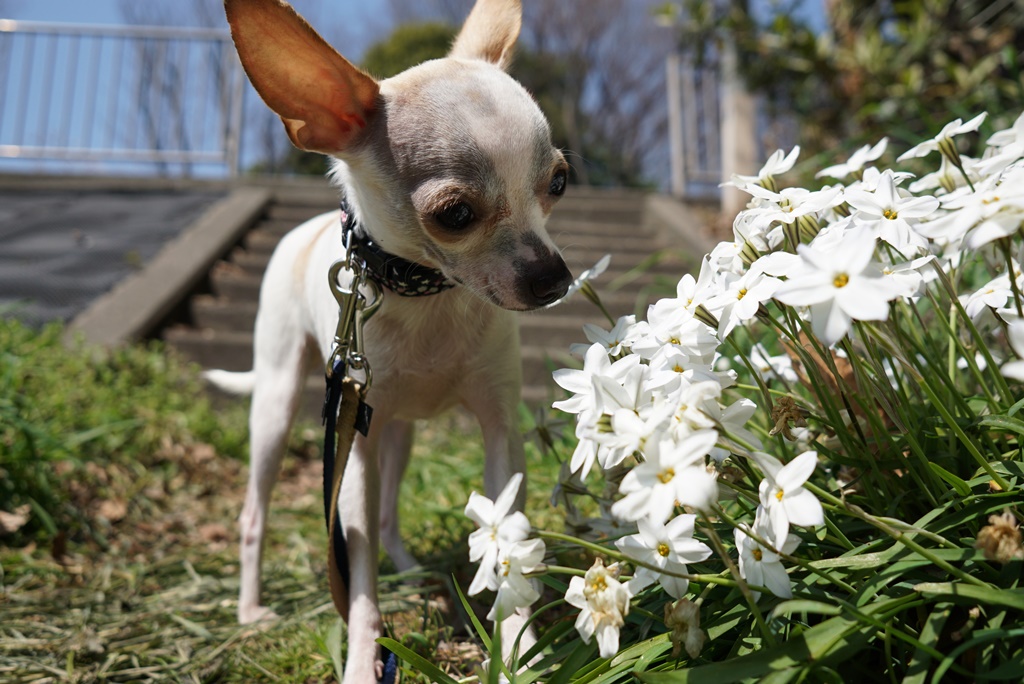 犬とトリックでコミュニケーション