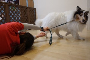 犬に引きづられる