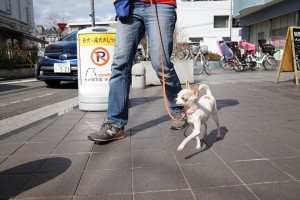 ミックス犬のミルキーちゃん