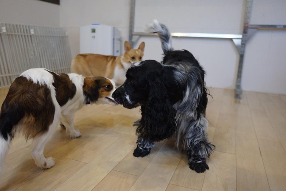 中型犬の遊び