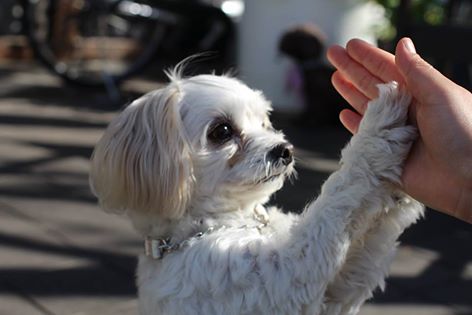 犬の保育園生ミックスラスクくん