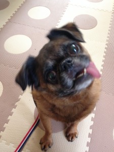 プチ・ブラバンソンのパンチくん