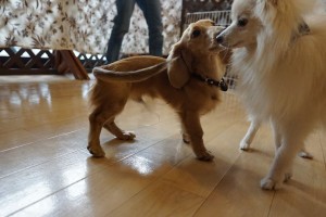 犬の保育園生カニンヘンダックスフント