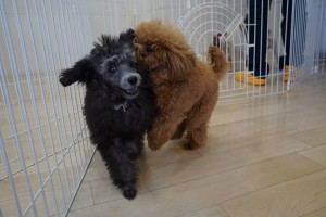 犬の保育園生　トイプードル