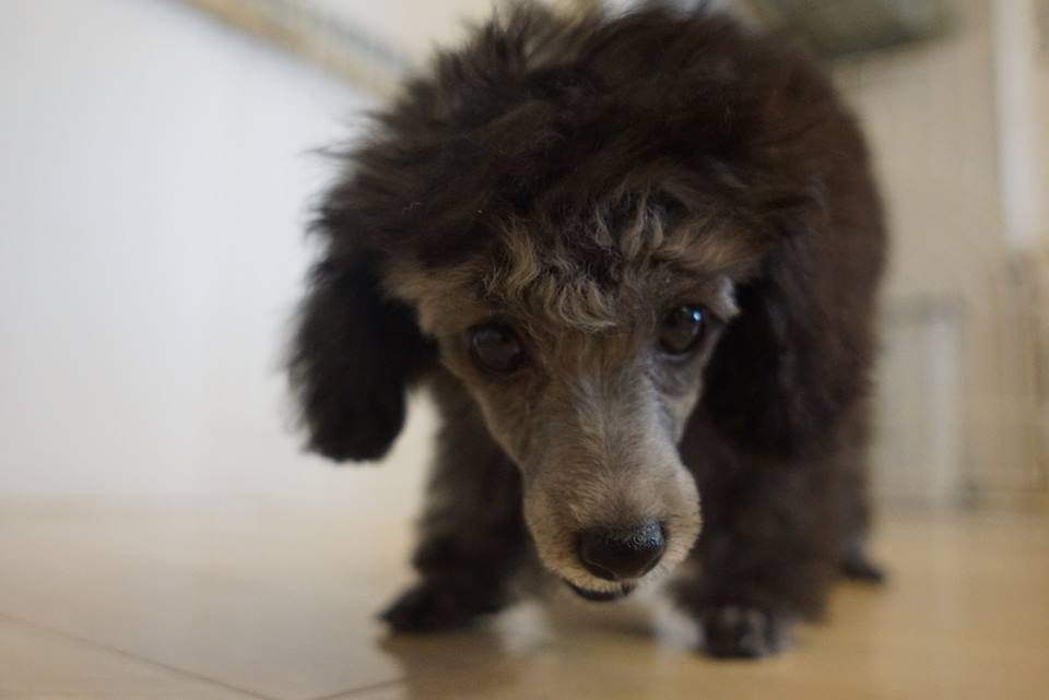 犬のしつけ　トイプードル