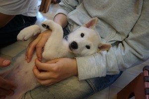 柴犬パピーリラックスポジション