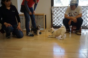 仔犬の遊び　パピーパーティー