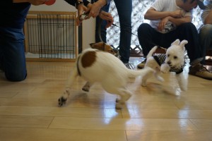 コイケルホンディエとミックス犬