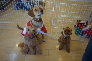 犬　クリスマス