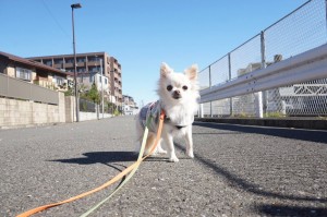 チワワのベリーちゃん、お散歩