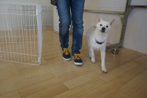 柴犬パピーヒールウオーク練習