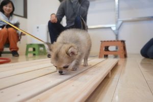 パピーパーティー　ポメラニアン　チワワ　足場慣れ　環境慣れ