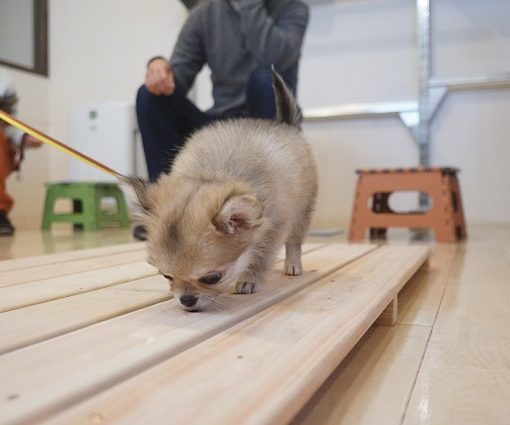 パピーパーティー　ポメラニアン　チワワ　足場慣れ　環境慣れ