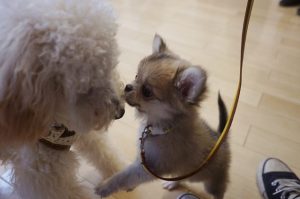 パピーパーティー　犬慣れ