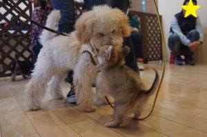 パピーパーティー　犬慣れ