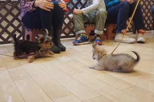 パピーパーティー　犬慣れ　子犬　遊び