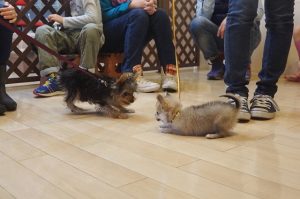 パピーパーティー　犬慣れ　子犬　遊び