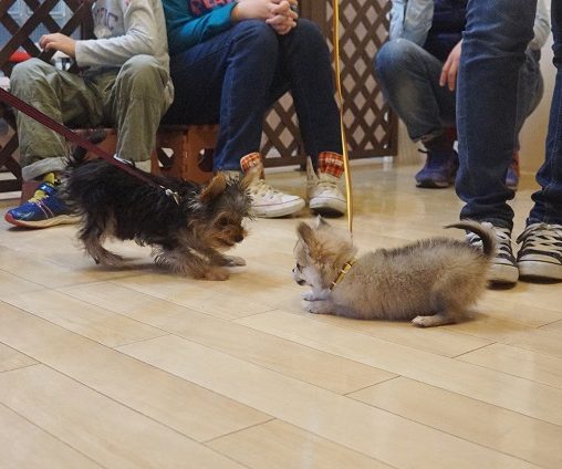 パピーパーティー　犬慣れ　子犬　遊び