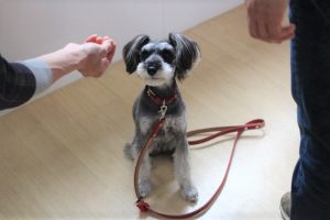 犬の保育園　トレーニングイベント　ミニチュアシュナウザー