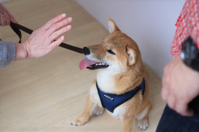 犬の保育園　トレーニングイベント　柴犬