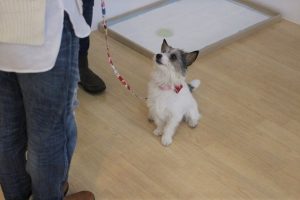 犬の保育園　トレーニングイベント　ジャックラッセルテリア