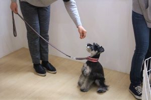 犬の保育園　トレーニングイベント　ミニチュアシュナウザー