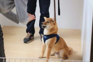 犬の保育園　トレーニングイベント　柴犬