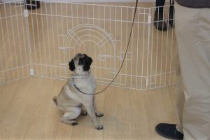犬の保育園　トレーニングイベント　マテ　パグ