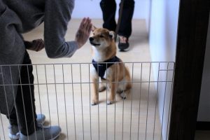 トレーニングイベント　マテ　柴犬