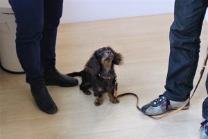 犬の保育園　ミニチュアダックスフンド　オスワリ