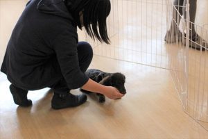 犬の保育園　ミニチュアダックスフンド　フセ