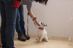 犬の保育園　ジャックラッセルテリア　スワレ