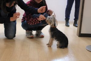 犬の保育園　ヨークシャーテリア　スワレ