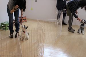 犬の保育園　だるまさんがころんだ　犬とゲーム