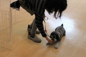 犬の保育園　ミニチュアシュナウザー　フセ