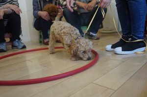 子犬の社会化　足場慣れ　フラフープ