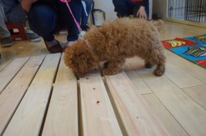 子犬の社会化　足場慣れ　すのこ　