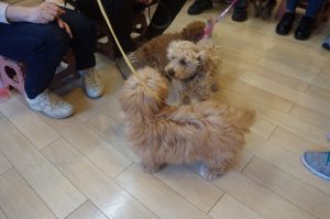 パピーパーティー　子犬　あいさつ