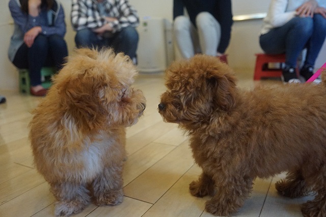 パピーパーティー　子犬の挨拶